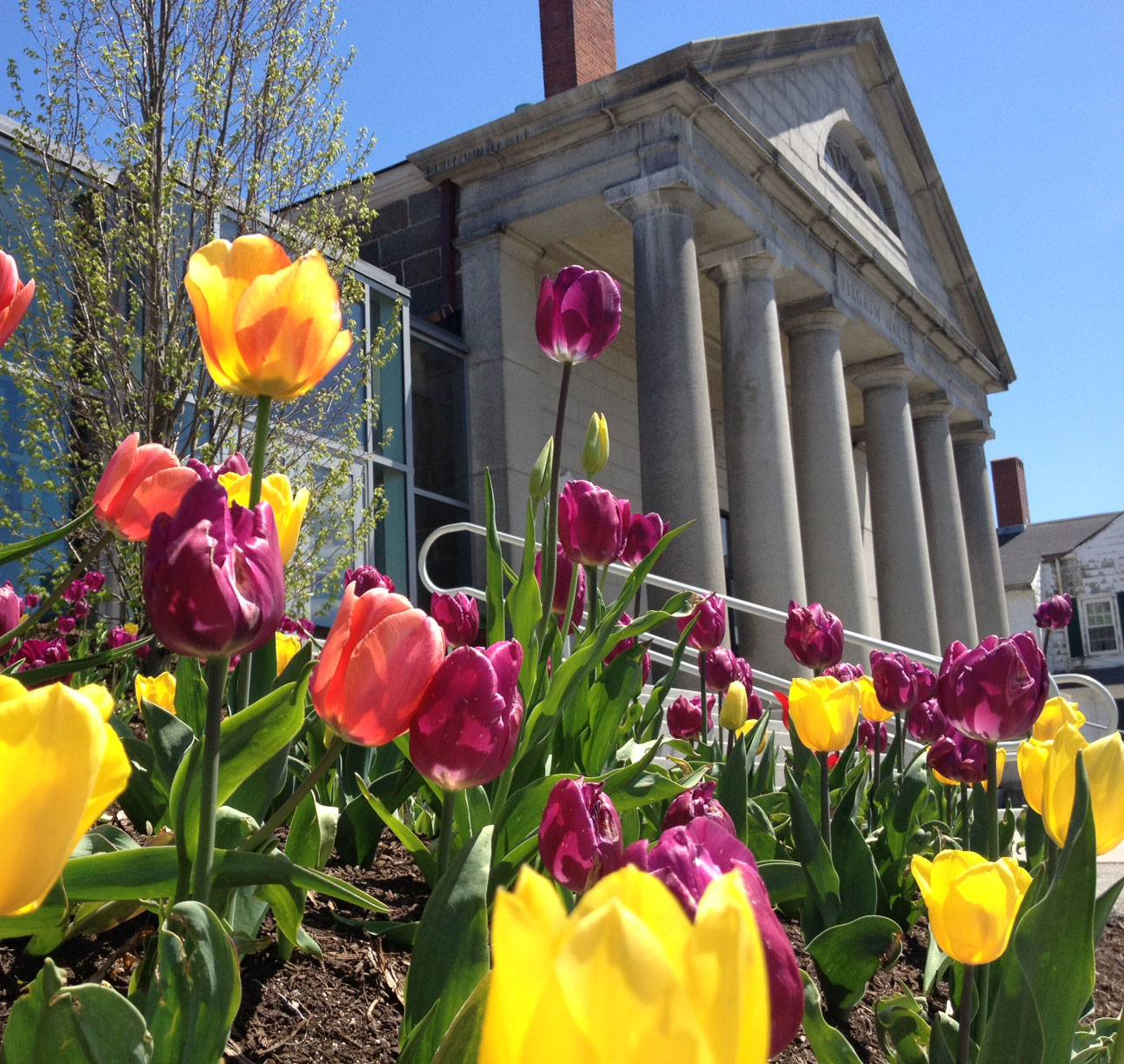 PHM_Exterior_TulipsSquare