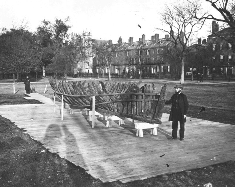 Sparrow-Hawk on Boston Common